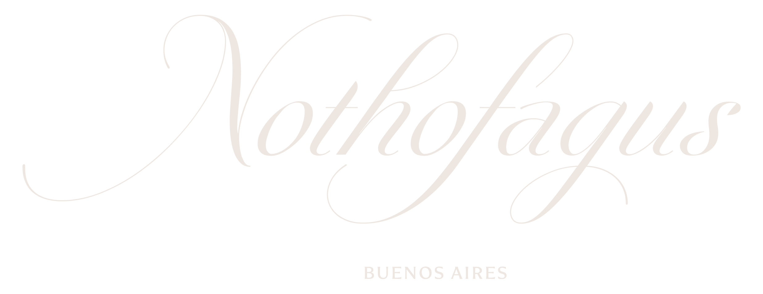 Nothofagus Buenos Aires